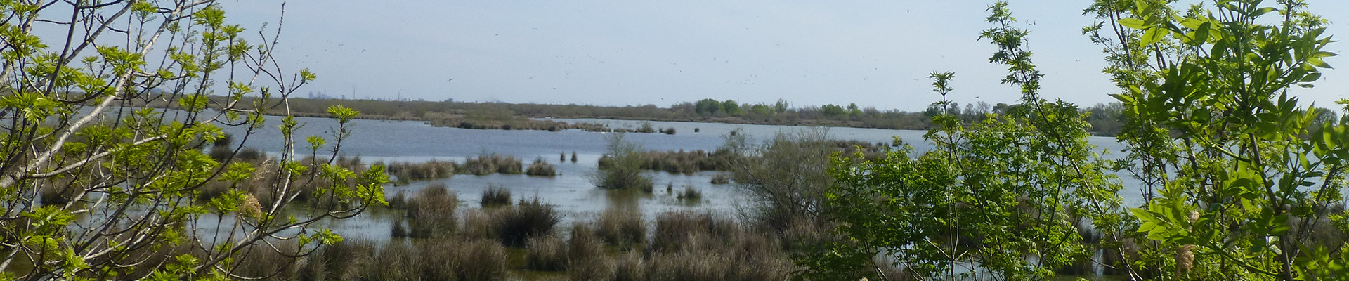 Camargue