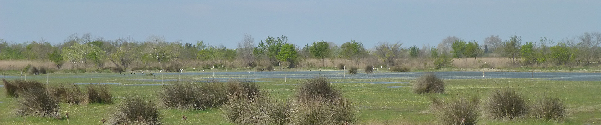 Camargue