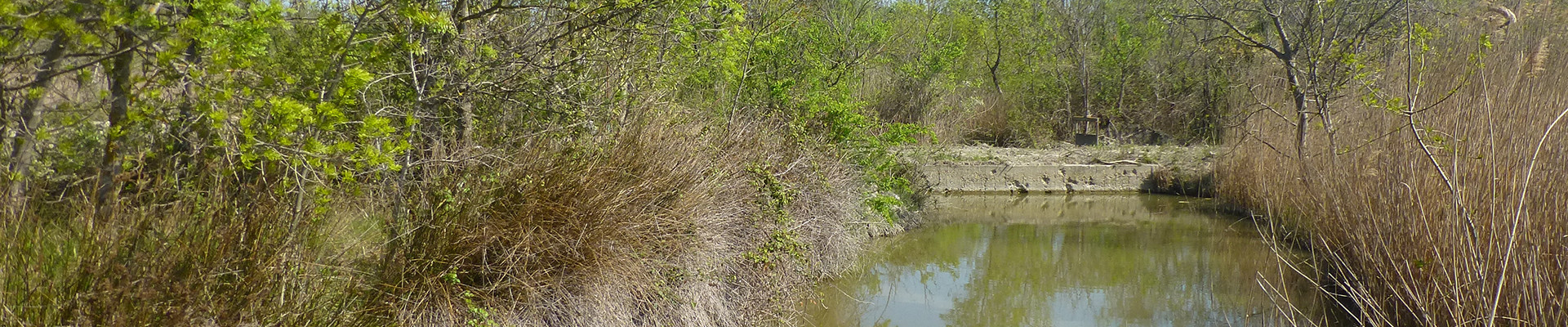 Camargue