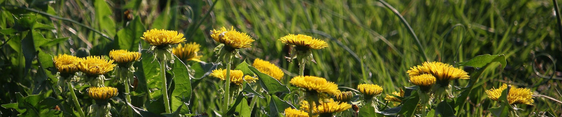 Nature & Grands espaces - Parc et Campagne - pissenlit - Martigues