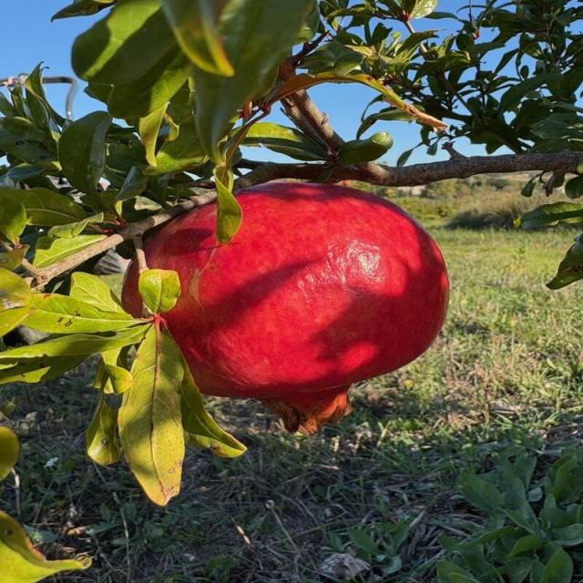 Atelier de plantation de grenades à Martigues