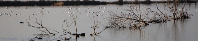 Etang De Berre