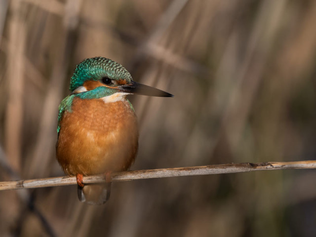 Sortie naturaliste au Pourra : Immersion au cœur de la faune sauvage