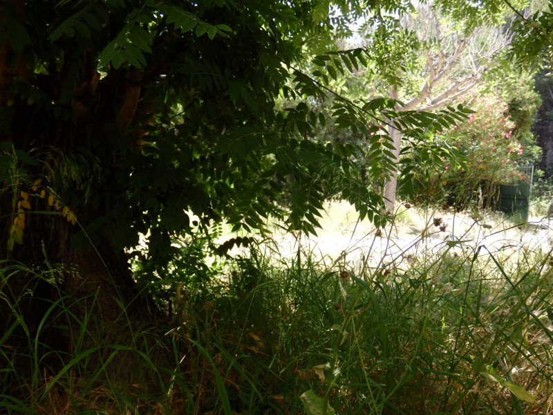 Forest access