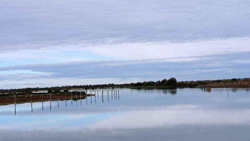 Camargue
