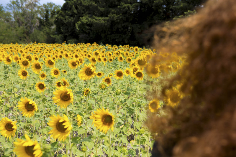 Luberon