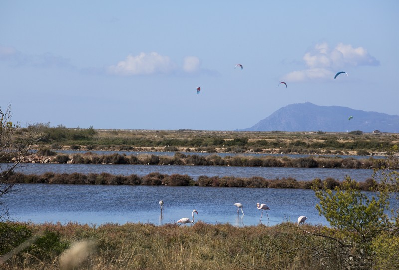 Camargue