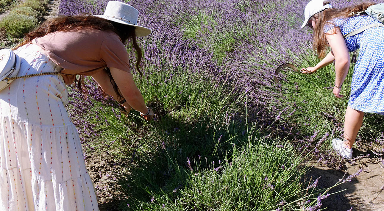 Visitez la Provence, excursions en autocar