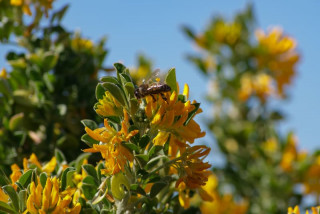 Abeille butine une fleur jaune, photo reprise sur la couverture du guide écoresponsable édité par l'Office de Tourisme de Martigues