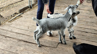 Cabri au pelage gris qui boit du lait de sa mère au biberon donné par l'homme lors de la visite à la nurserie de la ferme de Bernard Thoron - © Otmartigues / MyriamF Journée à la ferme avec les chèvres et cabris pour une immersion en famille avec des enfants, pique-nique fermier et déjeuner des produits du potager