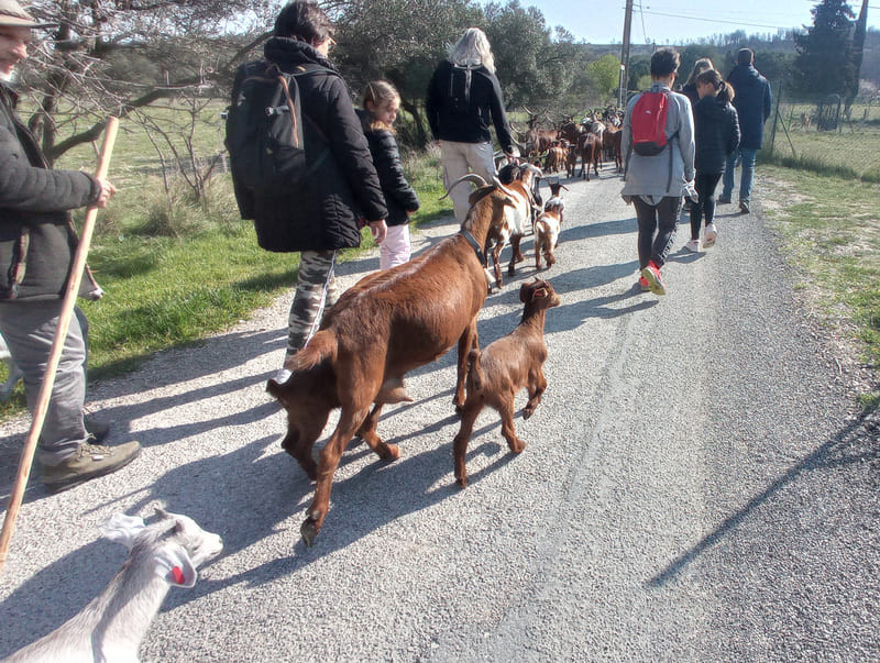 Ballade dans les collines de Saint-Julien avec les chèvres et cabris et leur berger lors de la visite Berger d'un jour organisé par l'Office de Tourisme de Martigues