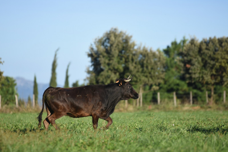 Domaine de Coste-Haute