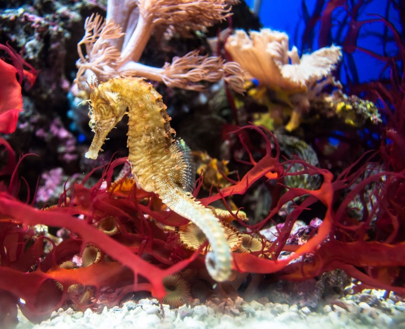 Les fonds marins de la Côte Bleue