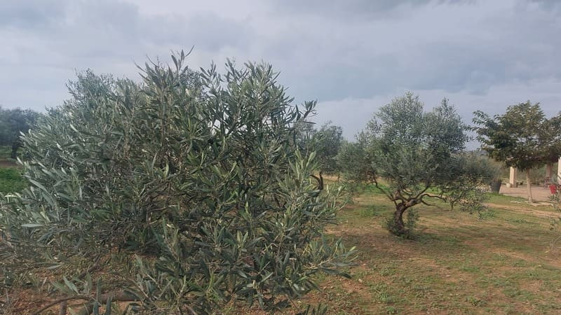 Oliveraie et champs d'oliviers dans le domaine d'une oléicultrice de Martigues. Visite de production d'huile d'olives à Martigues avec l'Office de Tourisme en septembre 2025