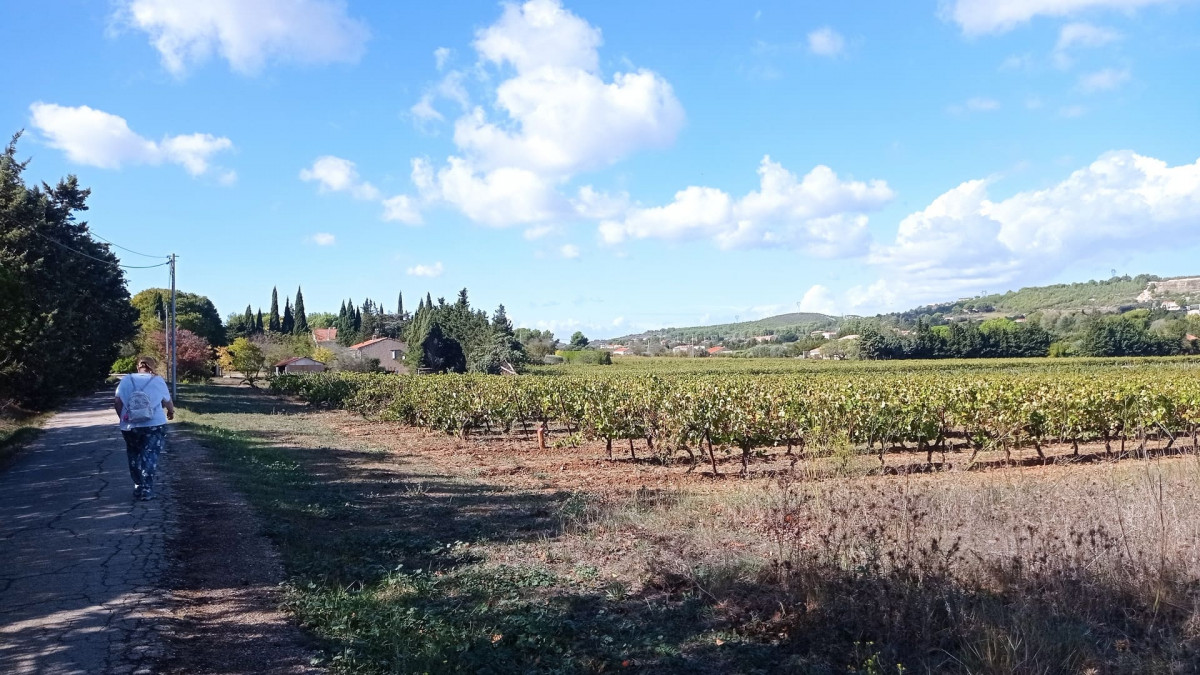 Ruta del viñedo - Bucle de variedades de vides_Martigues