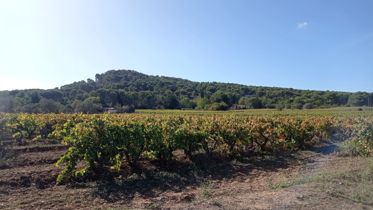 Ruta de los viticultores - Bucle panorámico_Martigues
