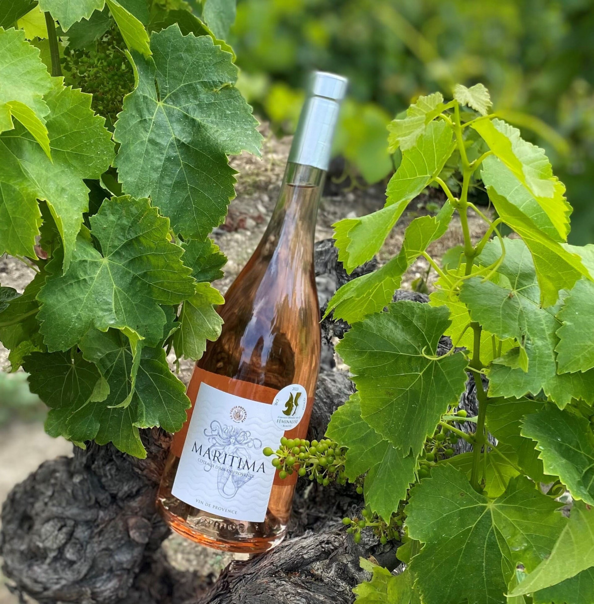 La Venise Provençale , bodega_Martigues