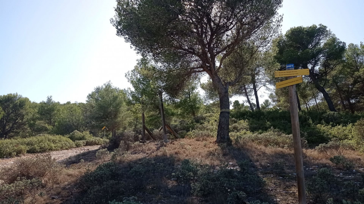 Ruta del viñedo - Bucle de variedades de vides_Martigues