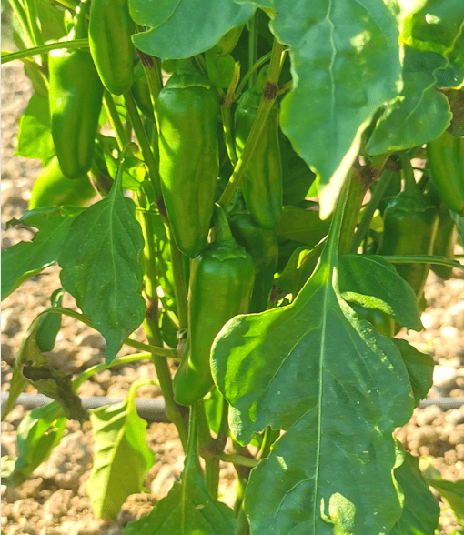 Les Légumes d'Émilie_Martigues