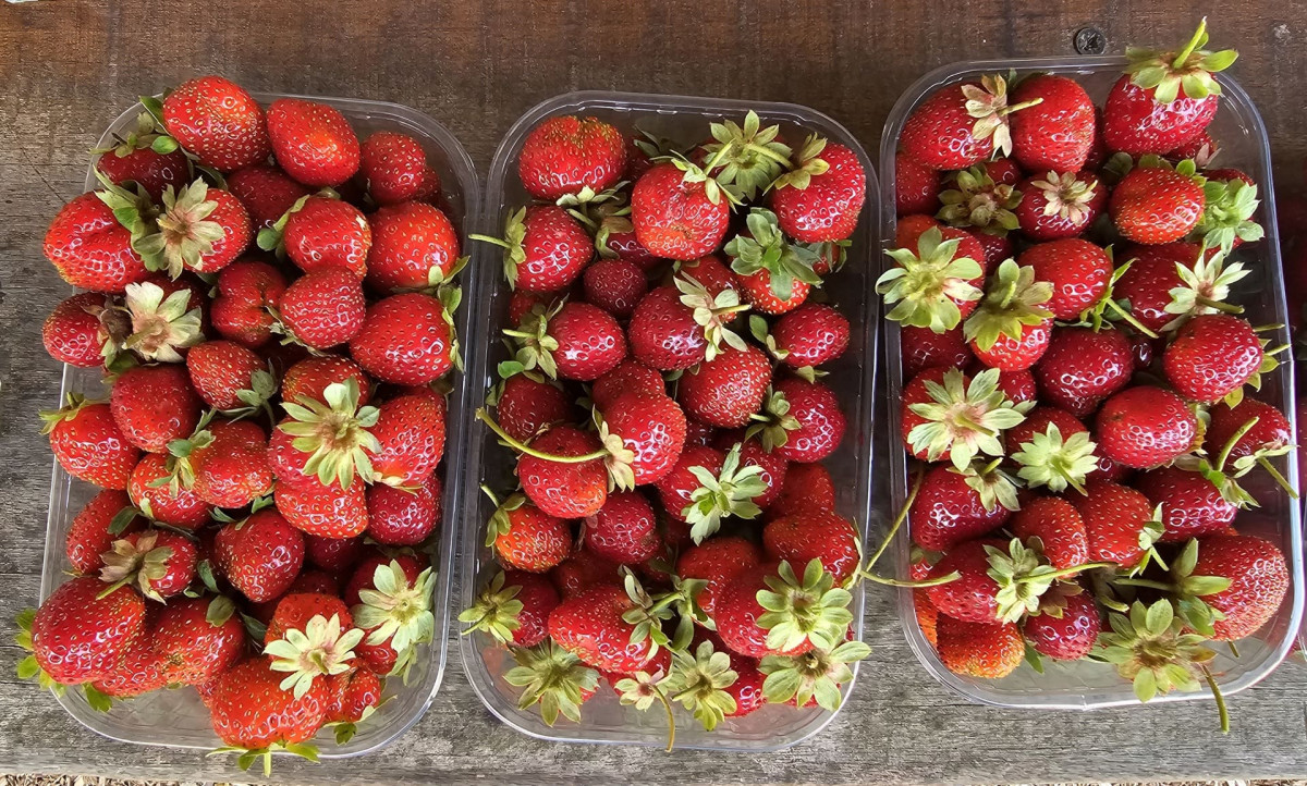 Aïoli Caganis - agroecological farm_Martigues