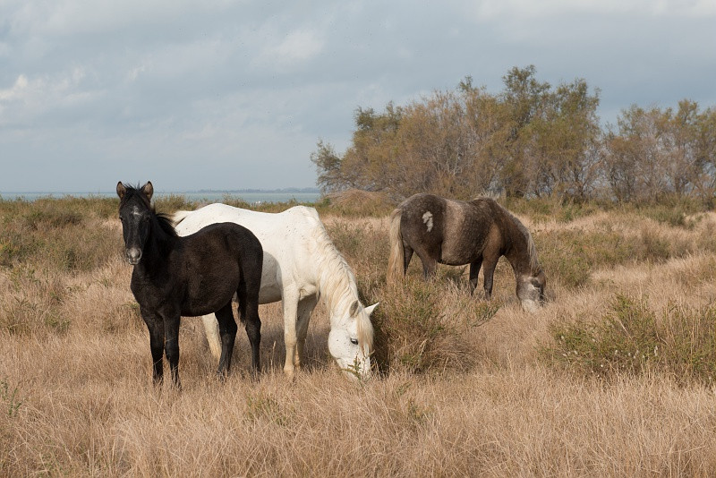 Chevaux au bord du Vaccarès - © E. ROCHE / Provence Tourisme Chevaux au bord du Vaccarès