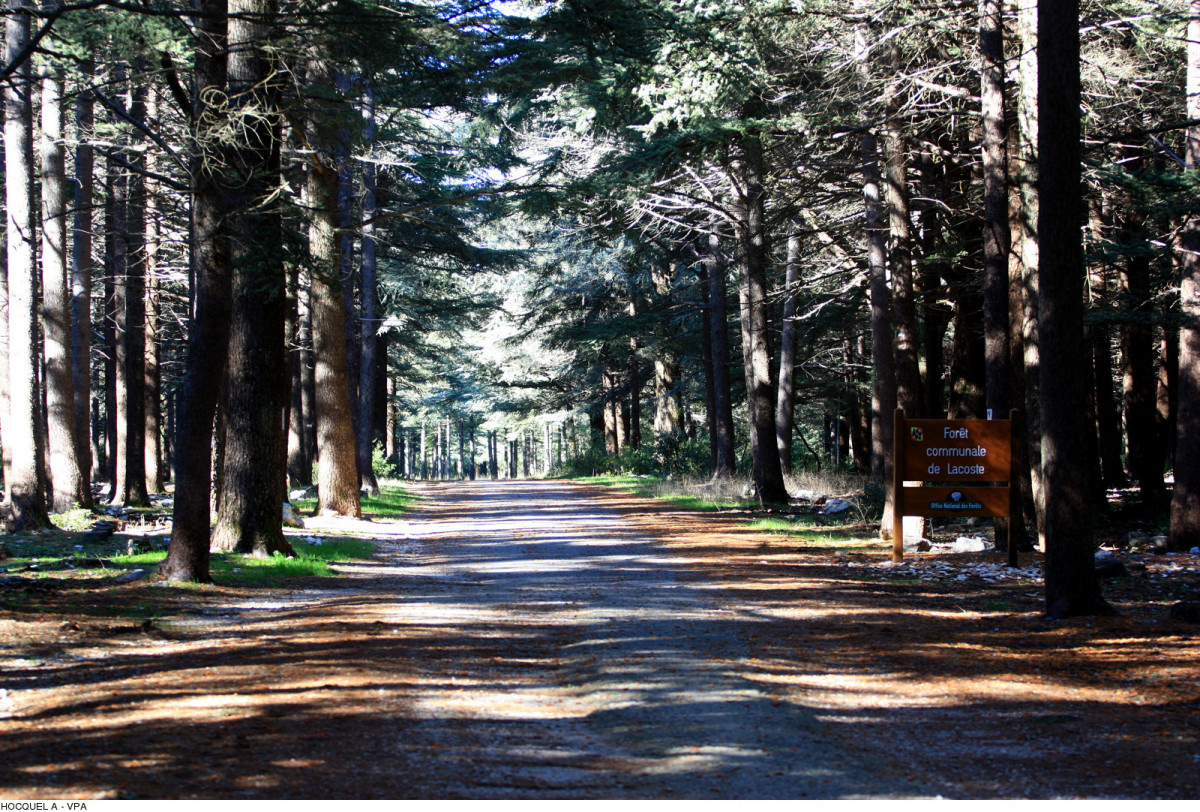 Forêt de cèdres Forêt de cèdres