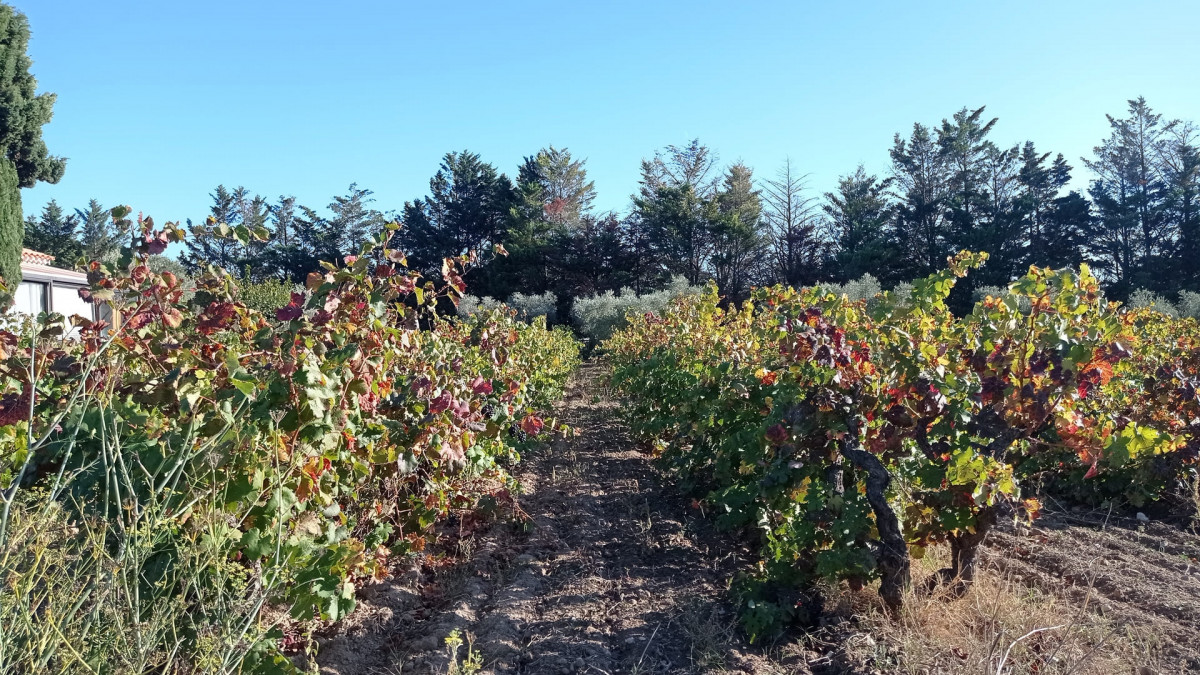 Sendero de los viticultores - Bucle de la Venecia de Provenza_Martigues