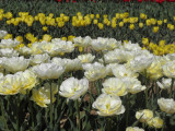 Tulipes