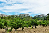 Vignobles AOP 