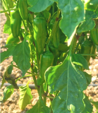 Les légumes d'Emilie