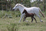 cure_chevaux_poulains_019.jpg