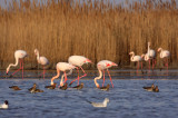 Parc ornithologique de Pont de Gau_Saintes-Maries-de-la-Mer