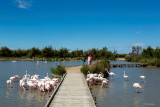Flamants roses