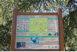 Forêt de cèdres