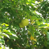 Fruits