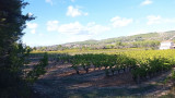 Ruta del viñedo - Bucle de variedades de vides_Martigues