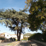 Cèdre de l'Atlas