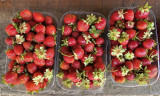 Aïoli Caganis - ferme agroécologique_Martigues