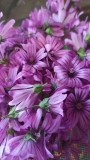 Farm l'intemporel - Jardin des Cheylans_Martigues