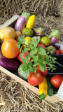 Farm l'intemporel - Jardin des Cheylans_Martigues