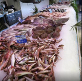 La criée de Martigues_Martigues - © MorenoA, La criée de Martigues La criée de Martigues_Martigues