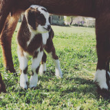 Thoron Bernard, Fermette de la Croix d'Estrine_Martigues