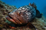 Grouper