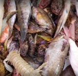 La criée de Martigues_Martigues