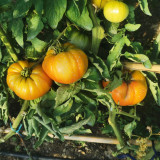 Les Légumes d'Émilie_Martigues