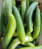 Les Légumes d'Émilie_Martigues