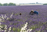 Plateau de Valensole
