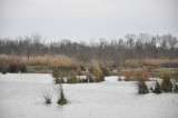 Marais du Vigueirat