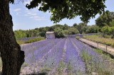 st_paul_de_mausole_copyright_m_block_010.jpg