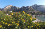 Fleurs des calanques
